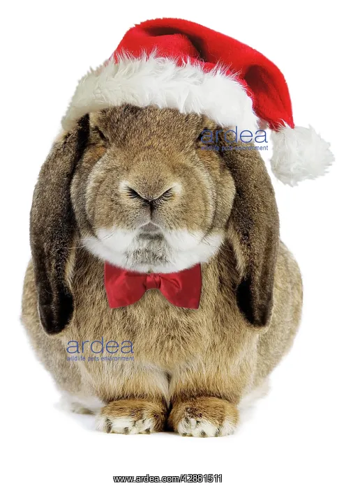 : Rabbit Belier francais breed - wearing CHristmas : Rabbit Belier francais breed - wearing CHristmas