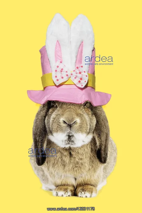: Rabbit - Belier francais breed wearing easter top hat : Rabbit - Belier francais breed wearing easter top hat