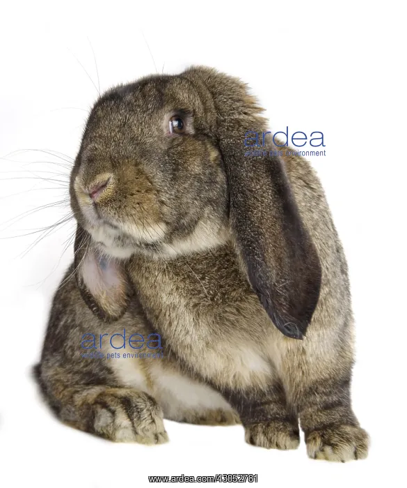: Rabbit belier francais Garenne grey : Rabbit belier francais Garenne grey