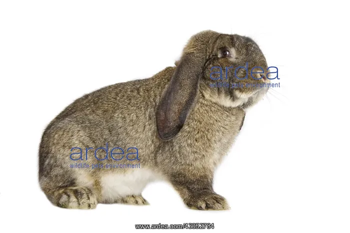 : Rabbit belier francais Garenne grey profile shot : Rabbit belier francais Garenne grey profile shot