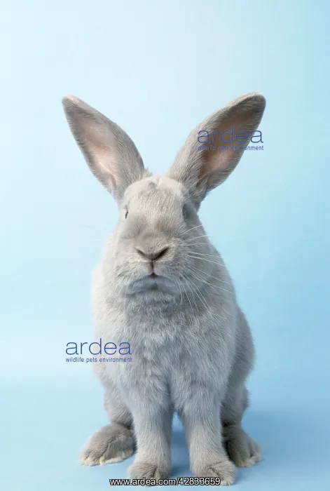  : RABBIT - Beveren (normal), front-view, studio shot