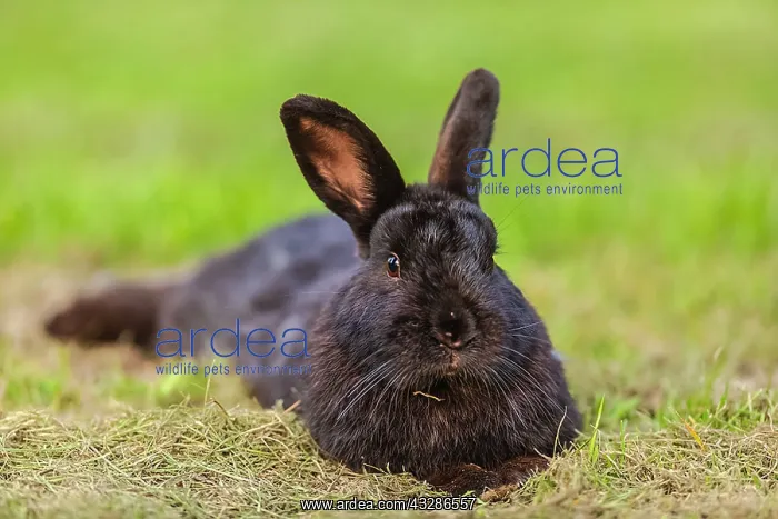 : rabbit - black rabbit laying on a meadow looking : rabbit - black rabbit laying on a meadow looking