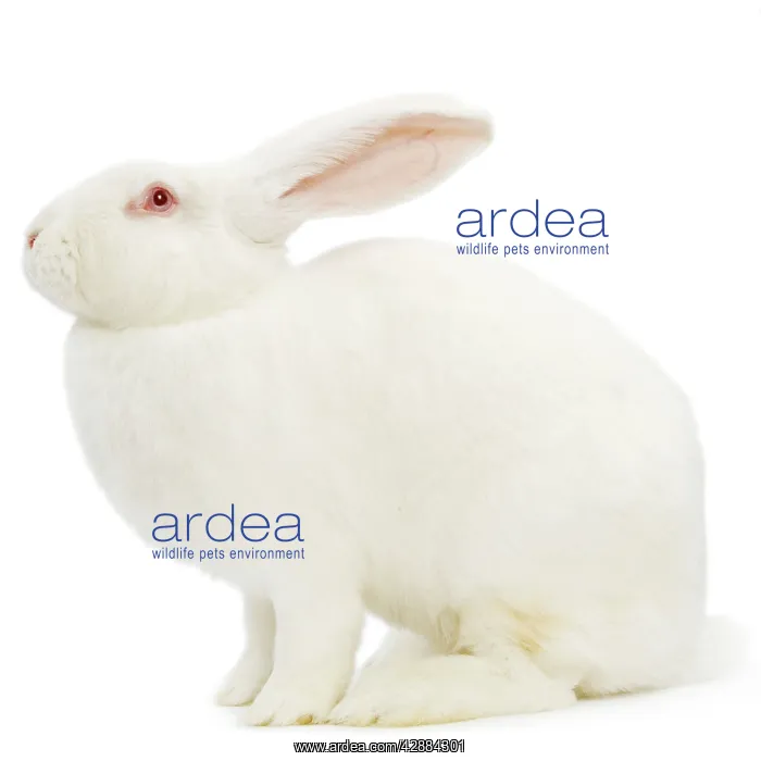 : Rabbit - Blanc de bouscat - French breed of rabbit : Rabbit - Blanc de bouscat - French breed of rabbit