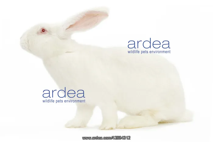 : Rabbit - Blanc de bouscat - French breed of rabbit : Rabbit - Blanc de bouscat - French breed of rabbit
