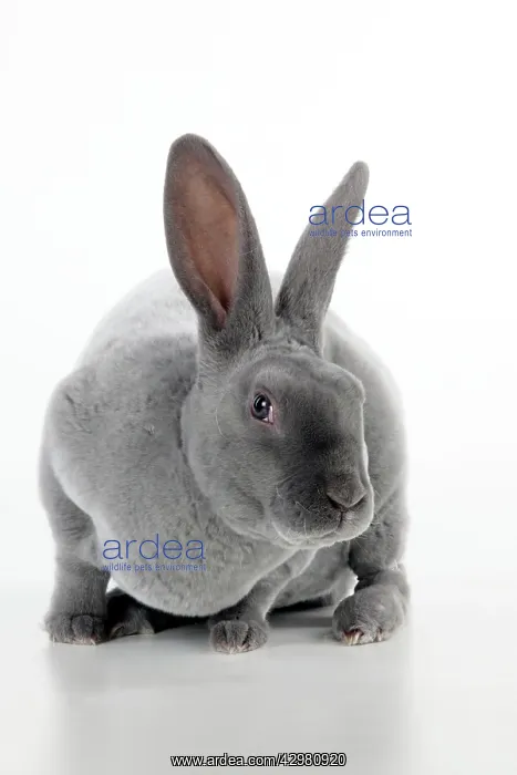 : RABBIT - Blue rex : RABBIT - Blue rex