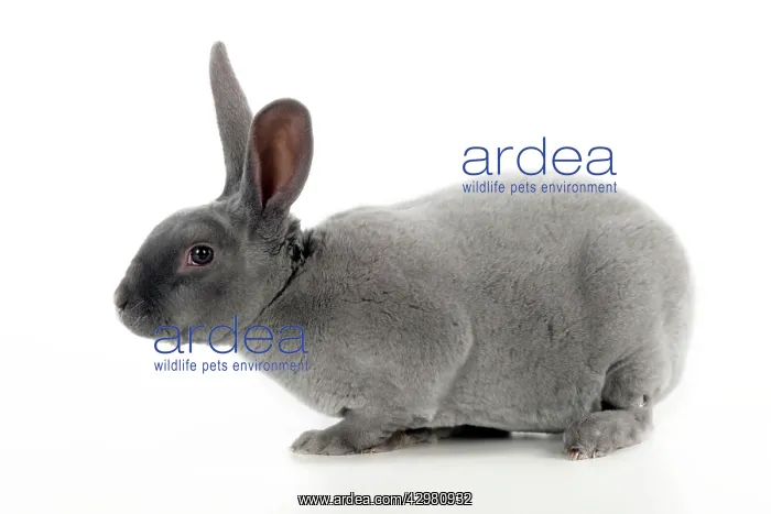 : RABBIT - Blue rex : RABBIT - Blue rex