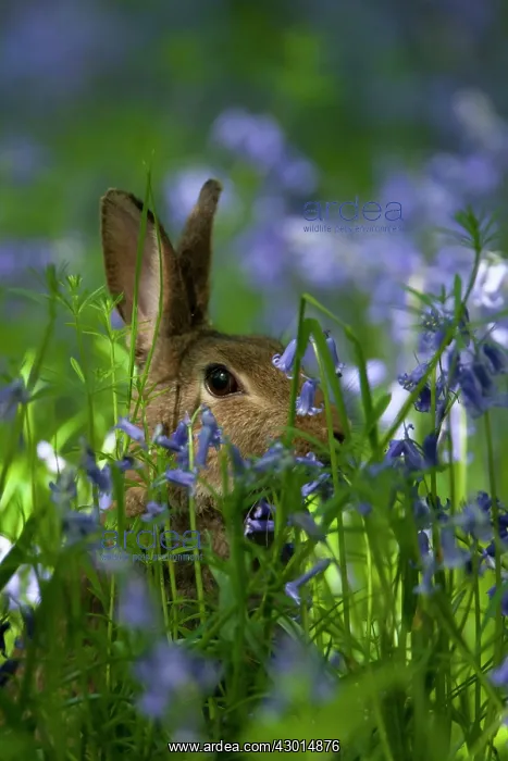 : Rabbit amongst Bluebells : Rabbit amongst Bluebells