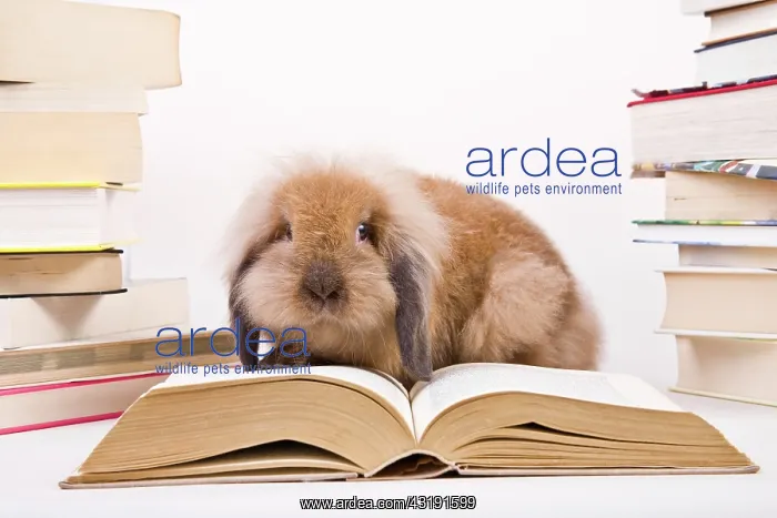 : Rabbit with books : Rabbit with books