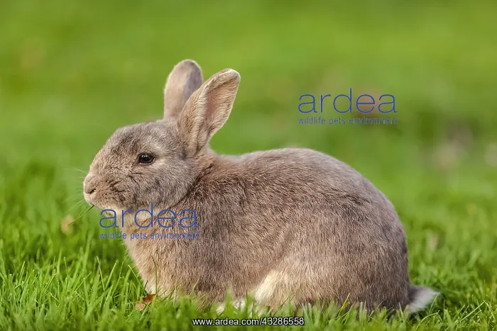 : rabbit - brown rabbit sitting on a meadow looking : rabbit - brown rabbit sitting on a meadow looking