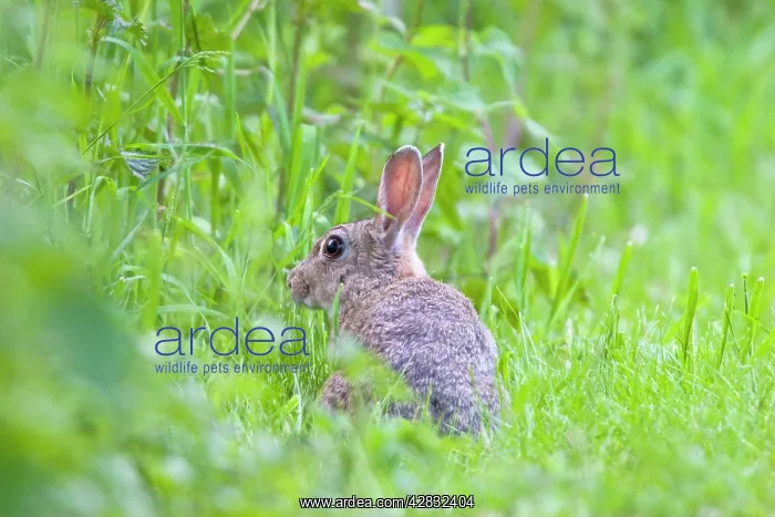 : Rabbit - Browsing in hedgerow : Rabbit - Browsing in hedgerow