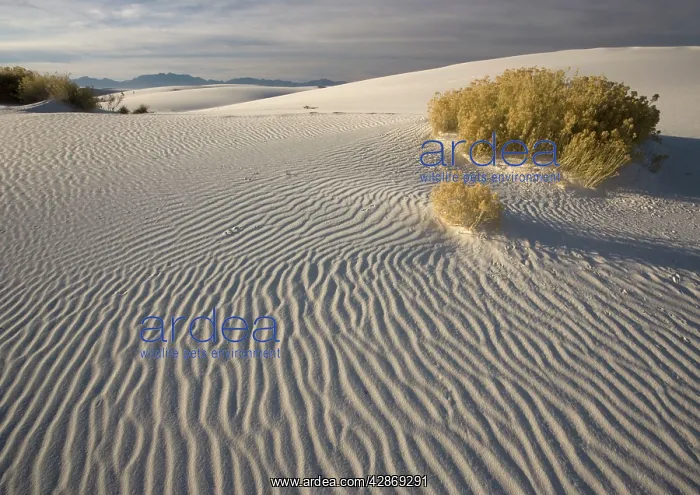 : Rabbit-brush - with beautiful wind-sculpted white : Rabbit-brush - with beautiful wind-sculpted white