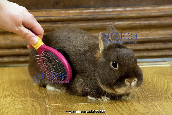  : Rabbit - being brushed