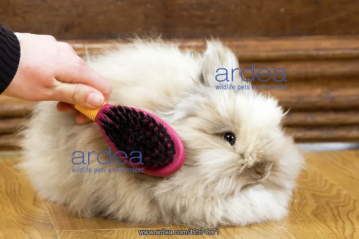  : Rabbit - being brushed