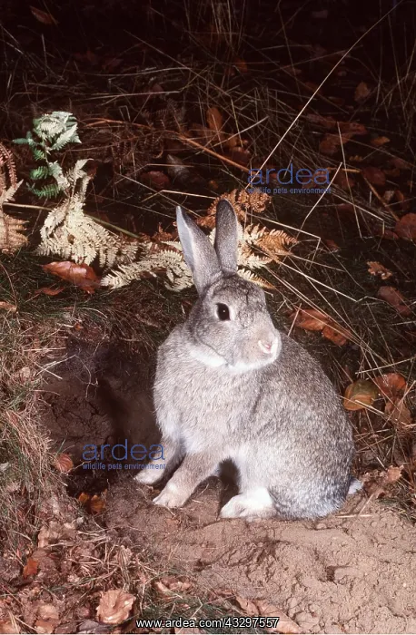 : RABBIT - at burrow : RABBIT - at burrow