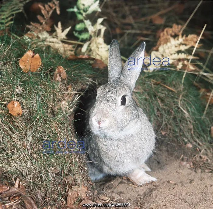 : RABBIT - At burrow entrance : RABBIT - At burrow entrance