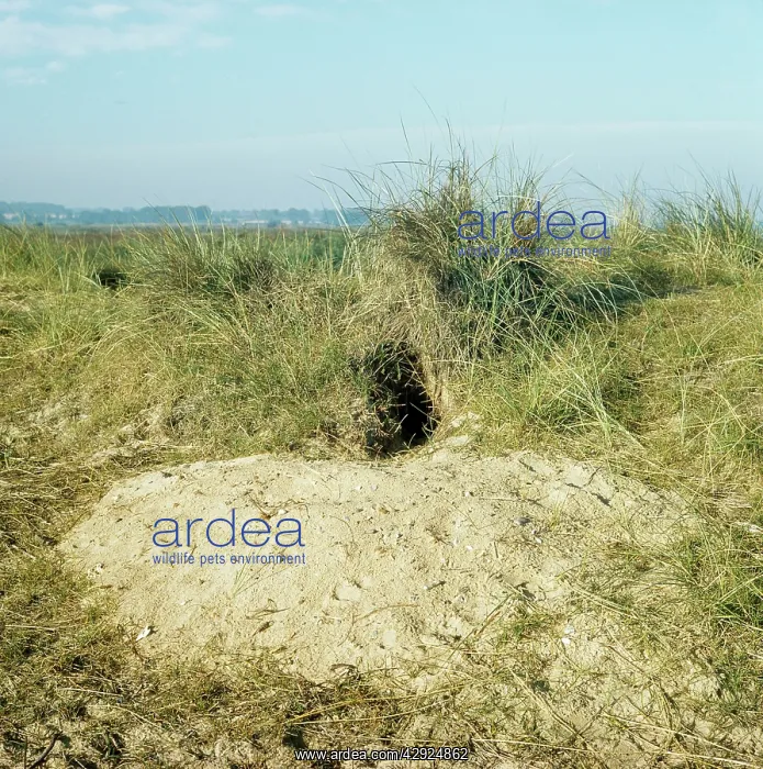 : Rabbit burrow in sand dune - showing sand excavated : Rabbit burrow in sand dune - showing sand excavated