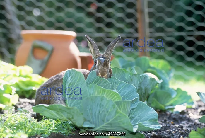 : RABBIT - in cabbage patch : RABBIT - in cabbage patch