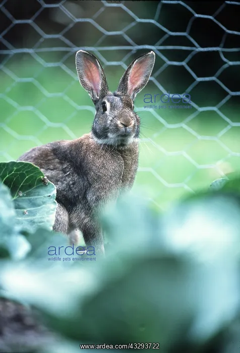 : RABBIT - in cabbage patch : RABBIT - in cabbage patch