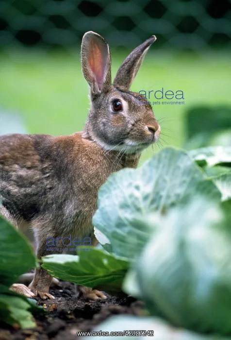  : RABBIT - in cabbage patch, garden