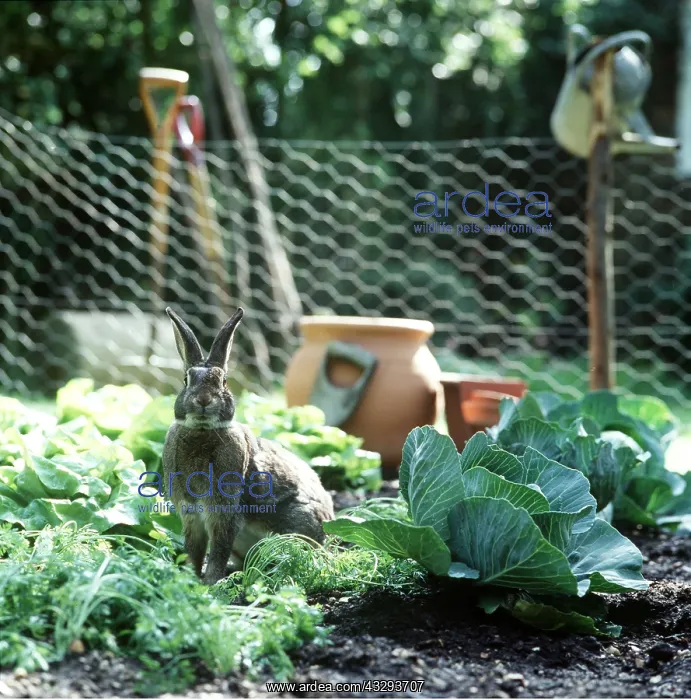 : RABBIT - in cabbage patch in vegetable garden : RABBIT - in cabbage patch in vegetable garden