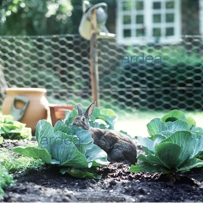 : RABBIT - in cabbage patch in vegetable garden : RABBIT - in cabbage patch in vegetable garden