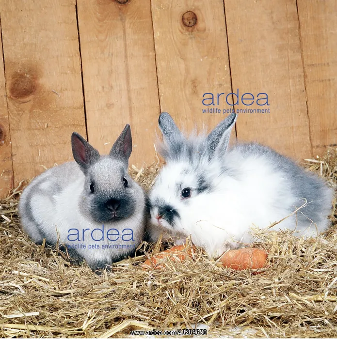 : RABBIT - two with carrots in hutch : RABBIT - two with carrots in hutch