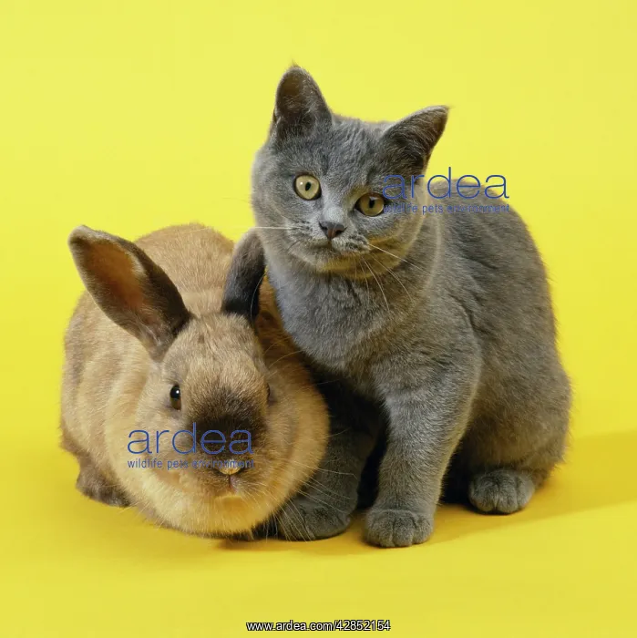 : Rabbit & Cat - kitten : Rabbit & Cat - kitten