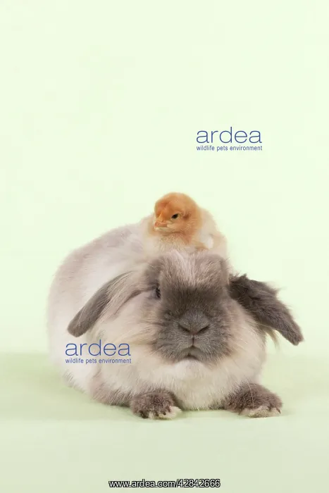 : RABBIT & CHICK - Lionhead Rabbit with chick sitting : RABBIT & CHICK - Lionhead Rabbit with chick sitting