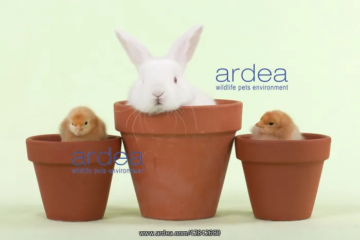 : RABBIT & CHICK - Mini Ivory Satin Rabbit sitting : RABBIT & CHICK - Mini Ivory Satin Rabbit sitting