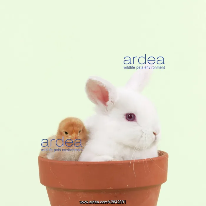 : RABBIT & CHICK - Mini Ivory Satin Rabbit sitting : RABBIT & CHICK - Mini Ivory Satin Rabbit sitting