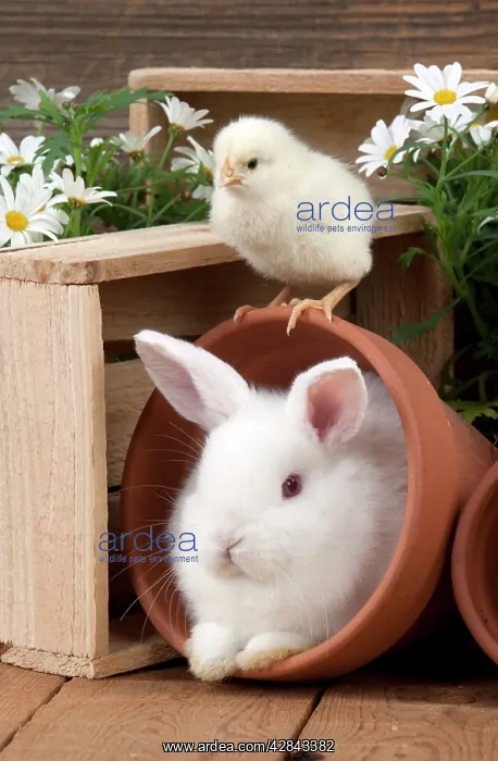 : RABBIT & CHICK - Mini Ivory Satin Rabbit - sitting : RABBIT & CHICK - Mini Ivory Satin Rabbit - sitting