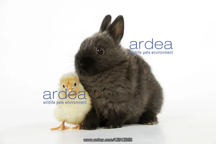  : RABBIT. Chick standing next to rabbit