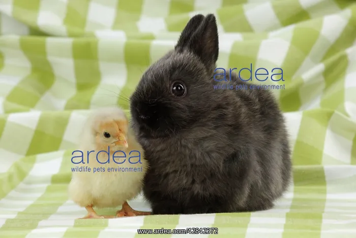 : RABBIT. Chick standing next to rabbit