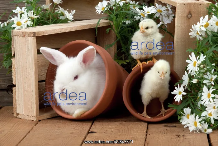 : RABBIT & CHICKS - Mini Ivory Satin Rabbit - sitting : RABBIT & CHICKS - Mini Ivory Satin Rabbit - sitting