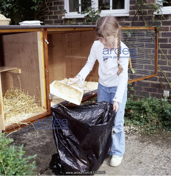 : RABBIT - Child cleaning the hutch : RABBIT - Child cleaning the hutch