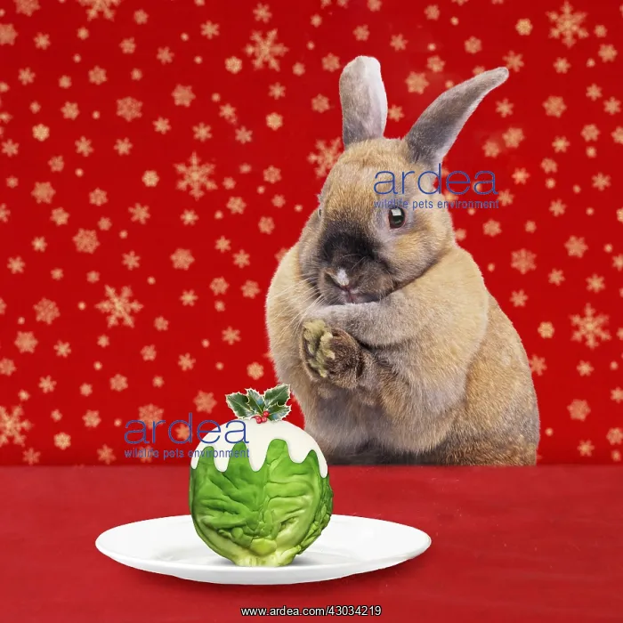 : Rabbit at Christmas with Brussell Sprout pudding : Rabbit at Christmas with Brussell Sprout pudding
