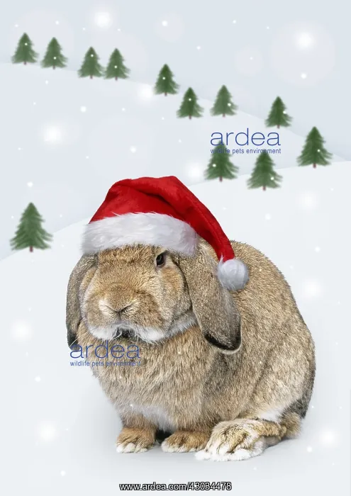  : Rabbit with Christmas hat in winter scene
