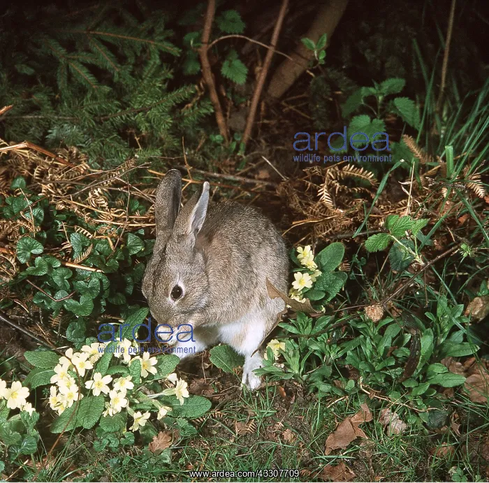 : RABBIT - cleaning itself : RABBIT - cleaning itself