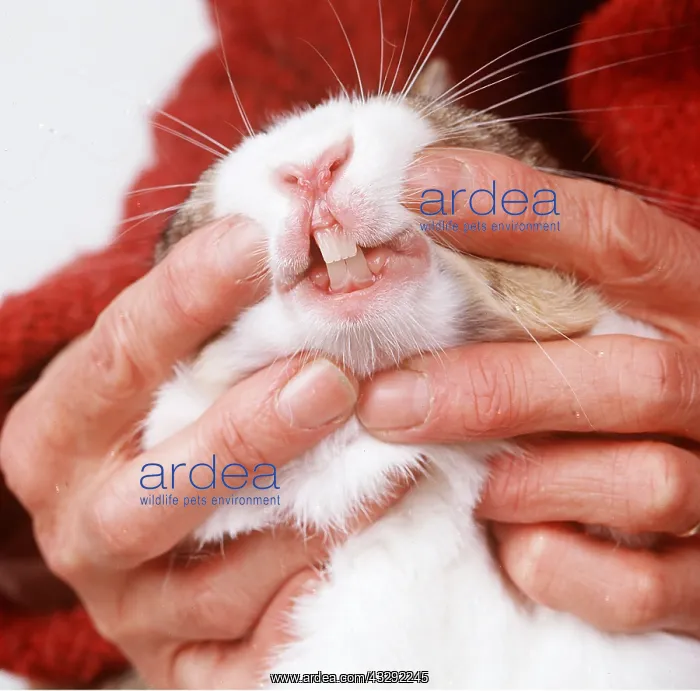 : RABBIT - Close up, showing teeth : RABBIT - Close up, showing teeth