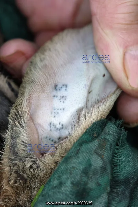 : Rabbit - close-up of tattoo in ear : Rabbit - close-up of tattoo in ear