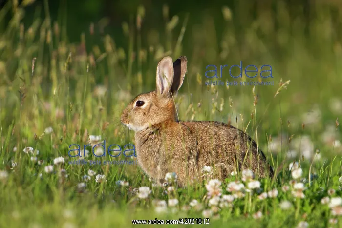 : Rabbit - with clover : Rabbit - with clover
