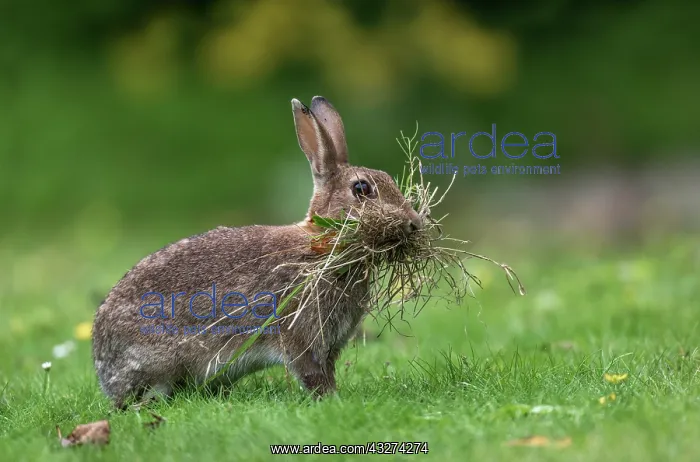 : Rabbit - Collection Grass for Bedding - UK : Rabbit - Collection Grass for Bedding - UK
