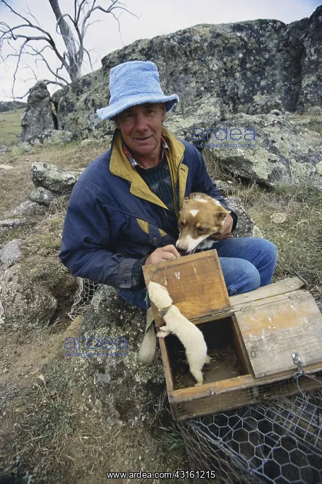 : Rabbit Control, Australia : Rabbit Control, Australia