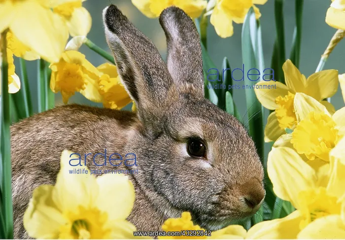 : RABBIT - in daffodils : RABBIT - in daffodils