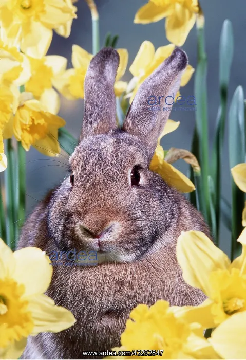 : RABBIT - in daffodils : RABBIT - in daffodils