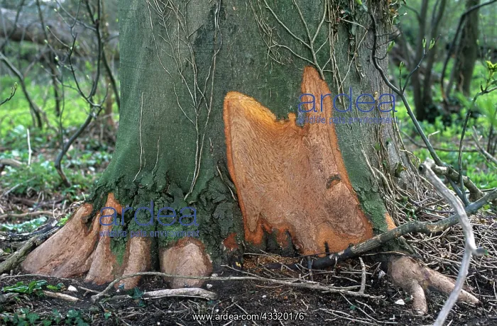 : Rabbit damage to tree : Rabbit damage to tree