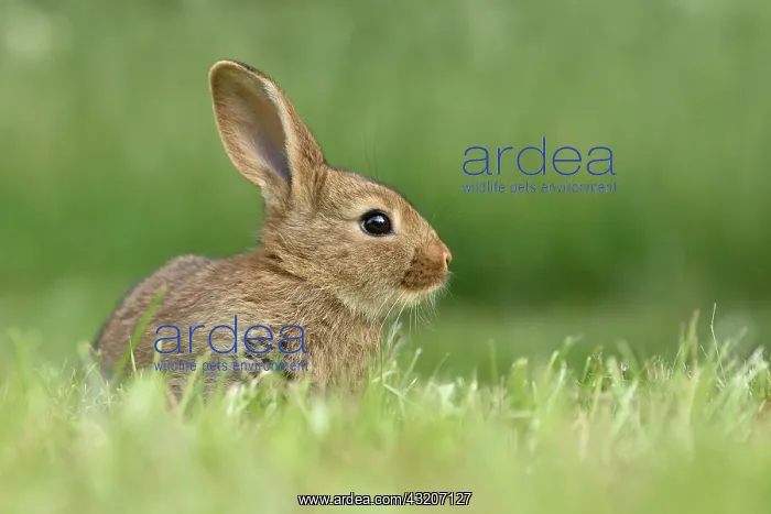 : Rabbit, domestic, mixed breed with German Giant : Rabbit, domestic, mixed breed with German Giant