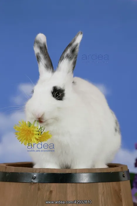 : Rabbit - domestic white on barrel, feeding on dandelion : Rabbit - domestic white on barrel, feeding on dandelion