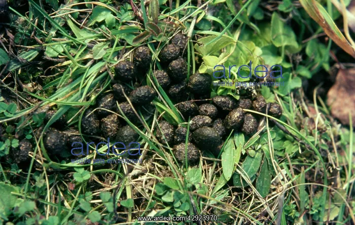  : Rabbit - droppings