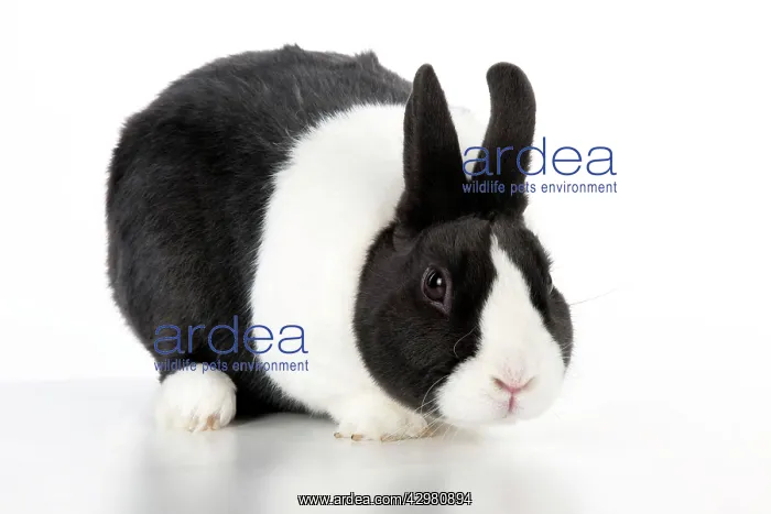 : RABBIT - Dutch : RABBIT - Dutch